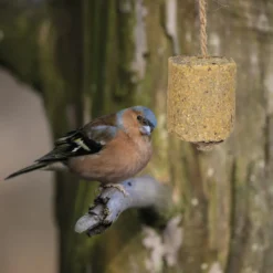 Bird fuglematstang
