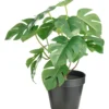 Day kunstig plante monstera h32cm
