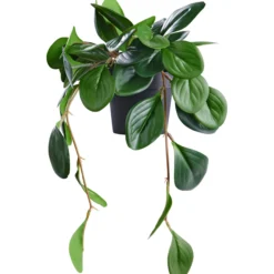 Day kunstig plante peperomia 37cm