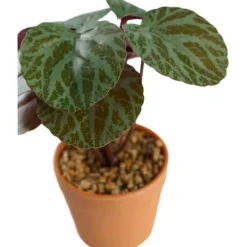 Day kunstig plante 7x7x15cm day