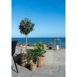 House nordic fikentre kunstig plante grønn h60 cm